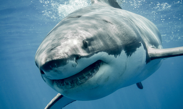 Ironskinn - Shark proof armour Ironskinn - Shark proof armour